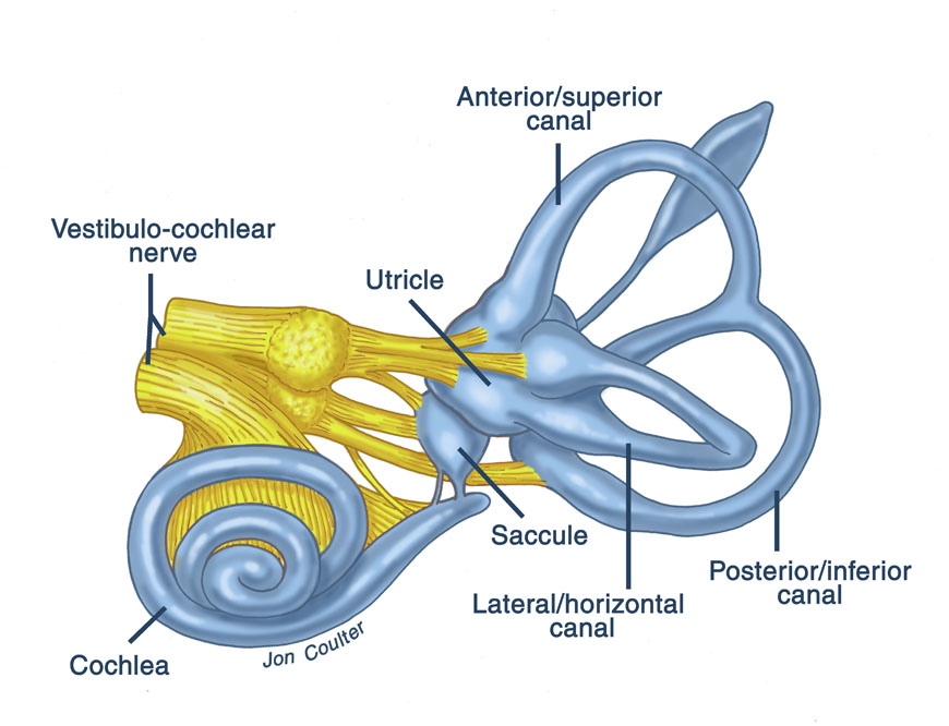 Hearing Aid Centre Chennai Vestibular Evoked Mayogenic Potential(VEMP) 