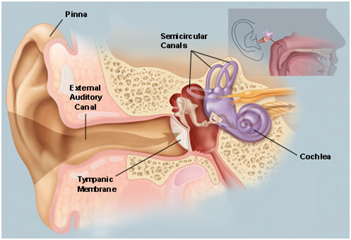 Hearing Aid Centre Chennai Ear And Its Functions  