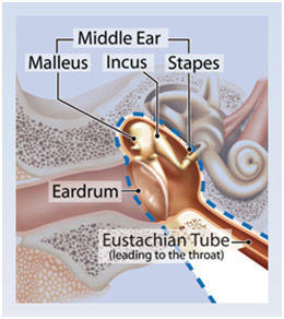 Hearing Aid Centre Chennai Ear And Its Functions 