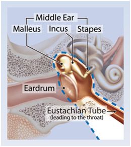 Hearing Aid Centre Chennai Ear And Its Functions Hearing Aid Centre Chennai Ear And Its Functions