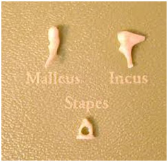 Hearing Aid Centre Chennai Ear And Its Functions Hearing Aid Centre Chennai Ear And Its Functions