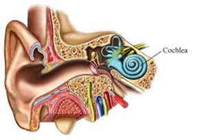 Hearing Aid Centre Chennai Ear And Its Functions 