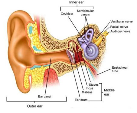 Hearing Aid Centre Chennai Inner Ear & Diseases Related To It 