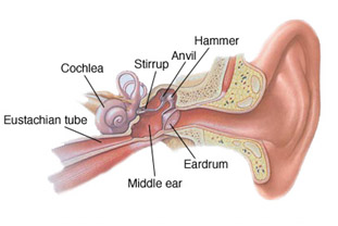 Hearing Aid Centre Chennai Middle Ear & Diseases Related To It Hearing Aid Centre Chennai Middle Ear & Diseases Related To It