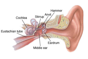 Hearing Aid Centre Chennai Middle Ear & Diseases Related To It 