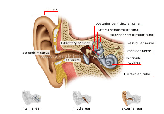 Hearing Aid Centre Chennai Ear And Its Functions Hearing Aid Centre Chennai Ear And Its Functions
