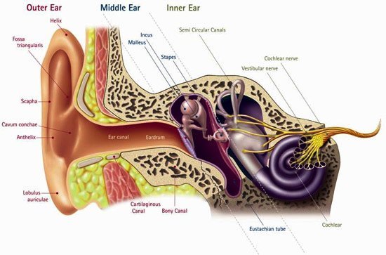 Hearing Aid Centre Chennai What is Hearing Loss  