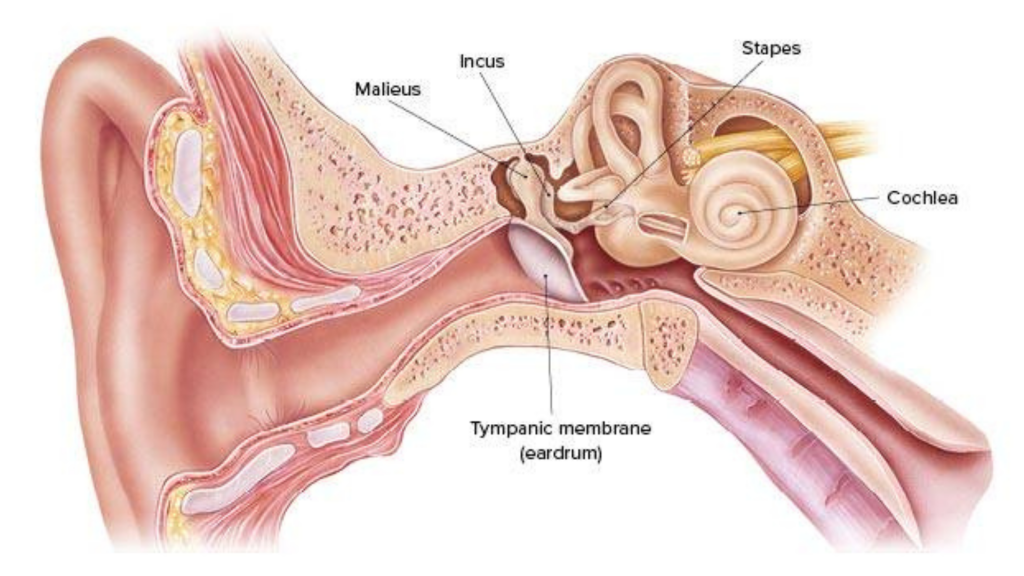 Hearing Aid Centre Chennai New Home  